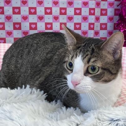 Miss Honey, a Adoptable Domestic Short Hair in Waxhaw, NC image 2/6