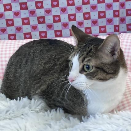 Miss Honey, a Adoptable Domestic Short Hair in Waxhaw, NC image 3/6