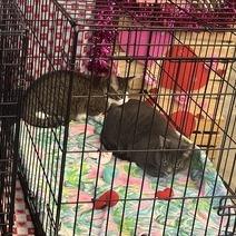 Miss Honey, a Adoptable Domestic Short Hair in Waxhaw, NC image 4/6