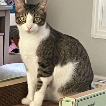 Miss Honey, a Adoptable Domestic Short Hair in Waxhaw, NC image 5/6