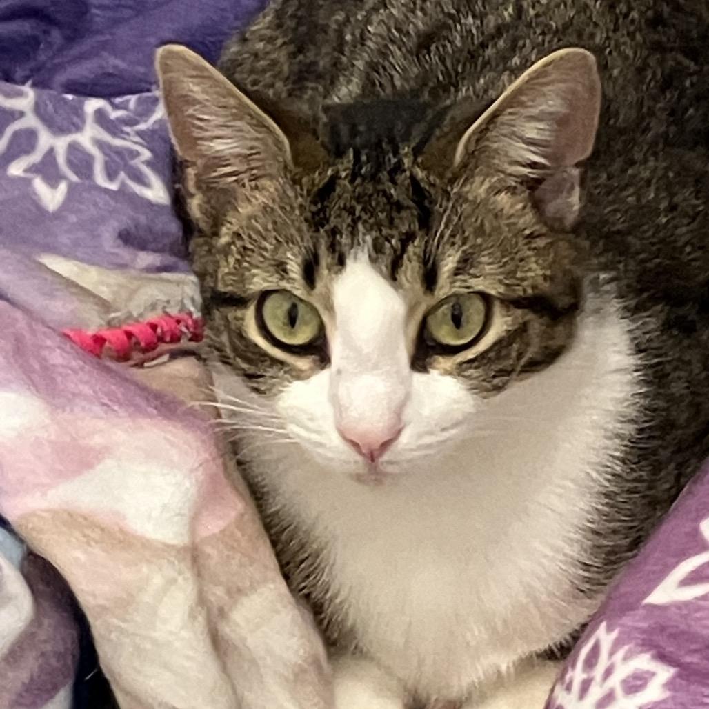 Enlarge Miss Honey, a Adoptable Domestic Short Hair in Waxhaw, NC image 1/1