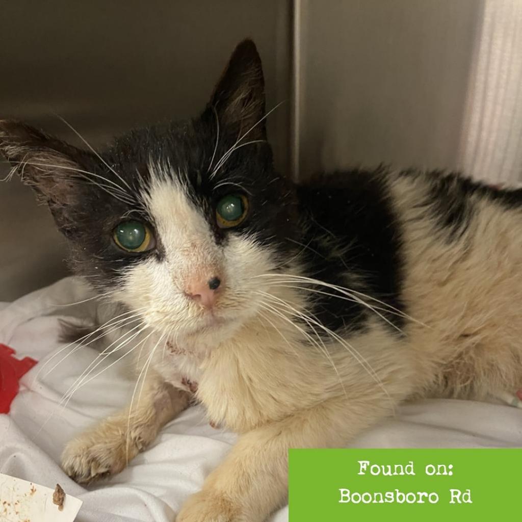 Thomas — thumbnail 2