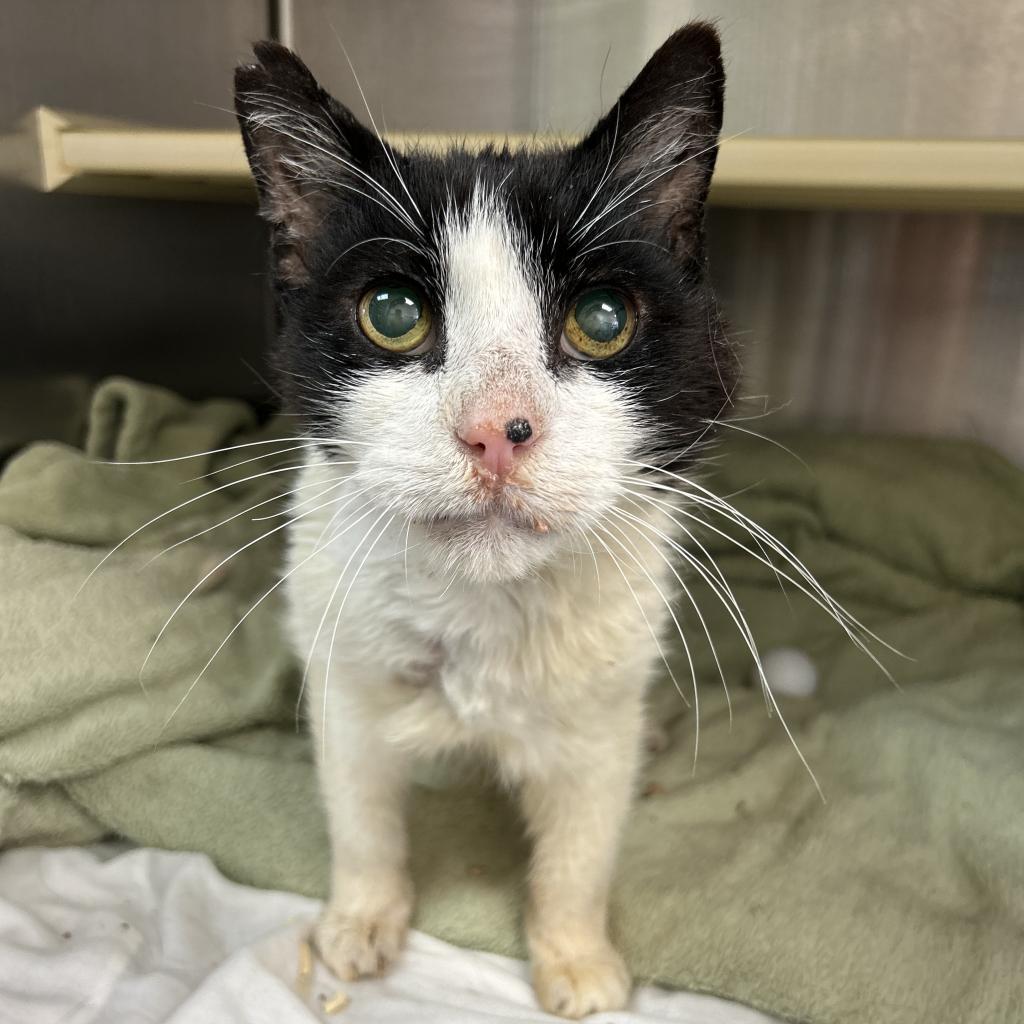 Thomas — thumbnail 6