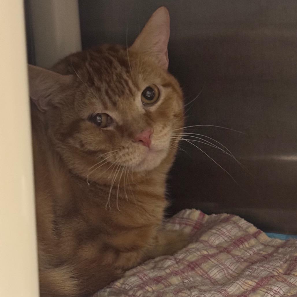 Vesper, Adoptable, Adult Male Domestic Short Hair.