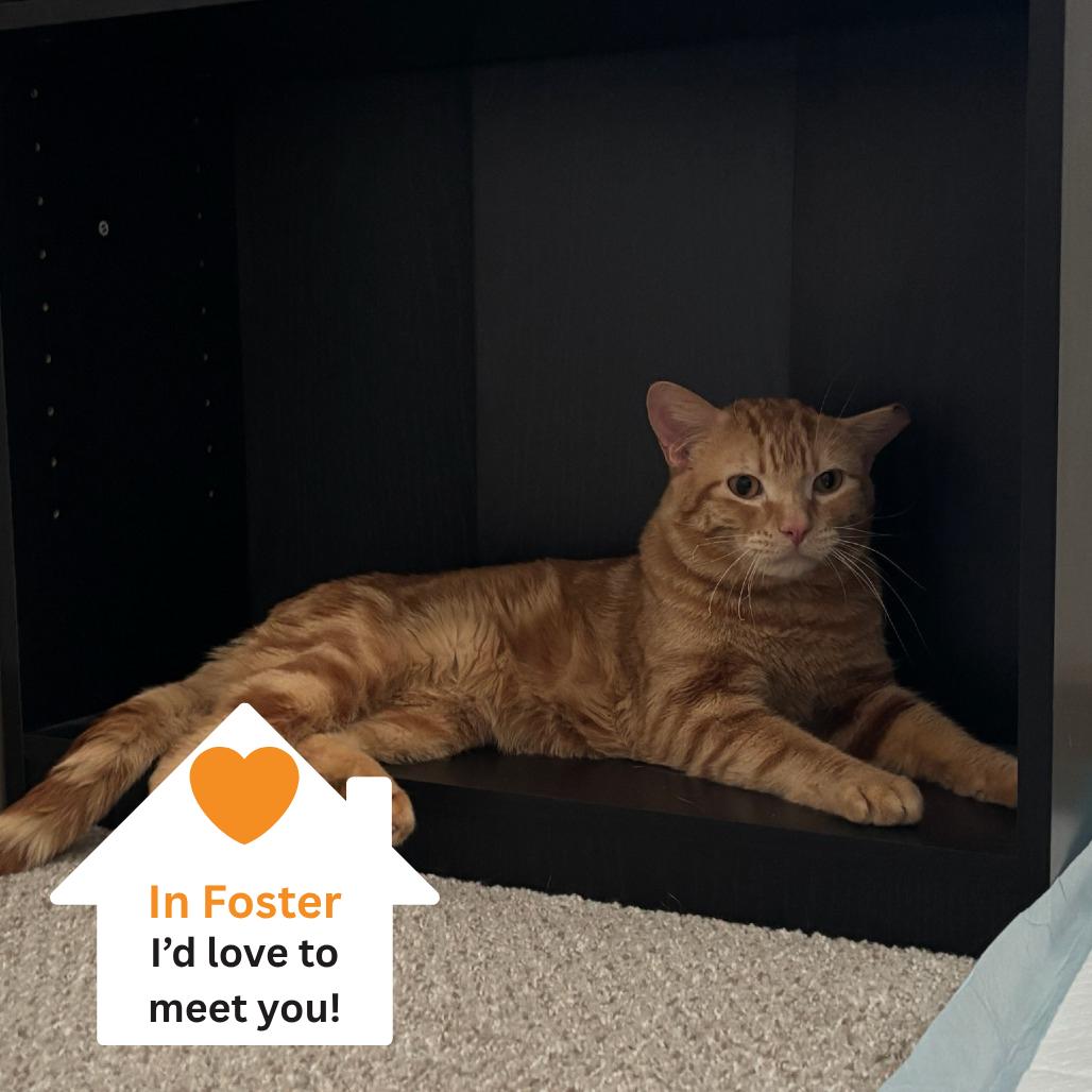 Vesper, a Adoptable Domestic Short Hair in Salt Lake City, UT image 2/3
