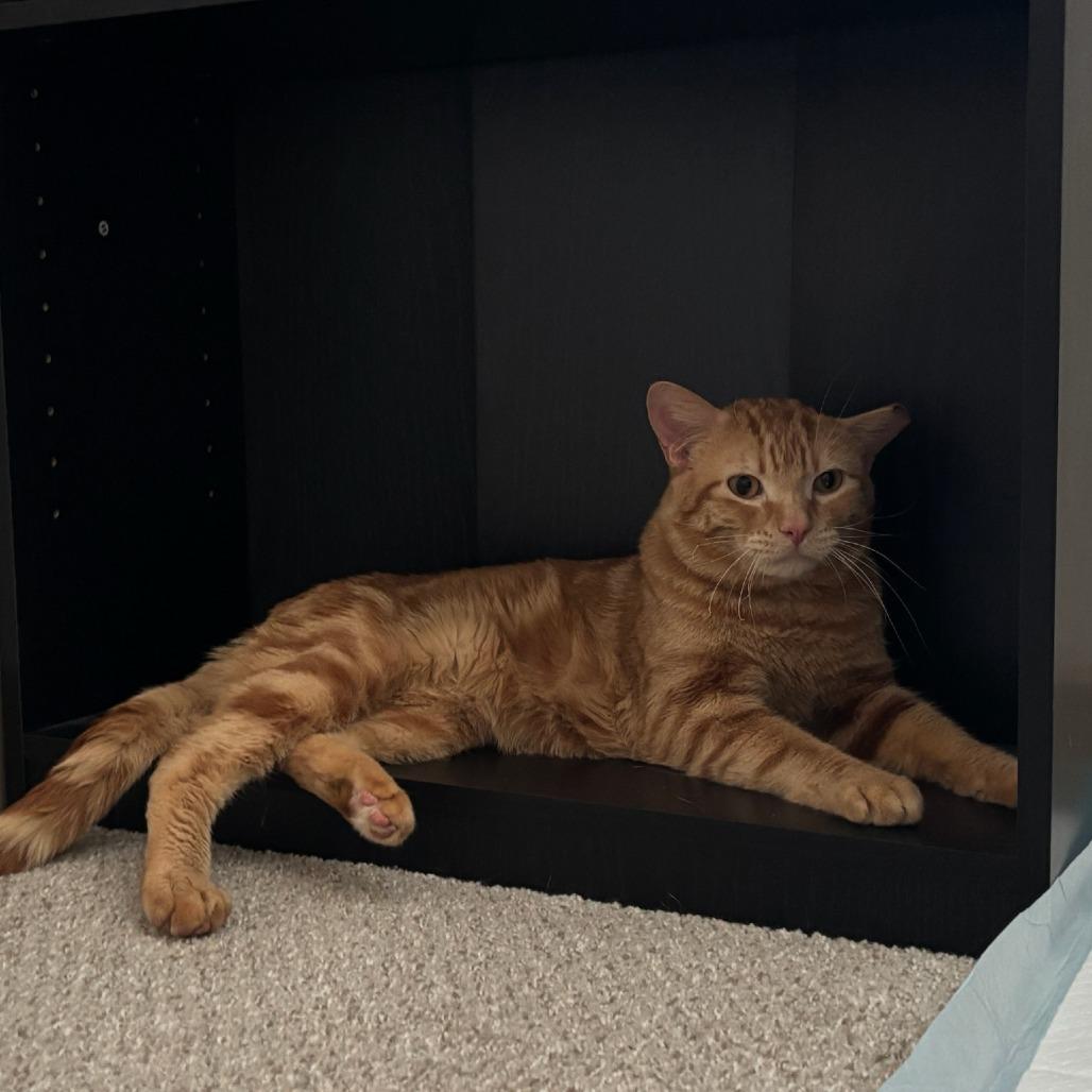 Vesper, a Adoptable Domestic Short Hair in Salt Lake City, UT image 3/3