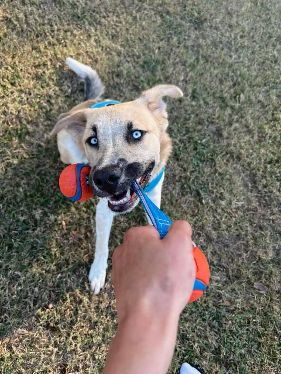 Enlarge Rookie, a ADOPTABLE mixed breed in Lakeville, MN image 2/6