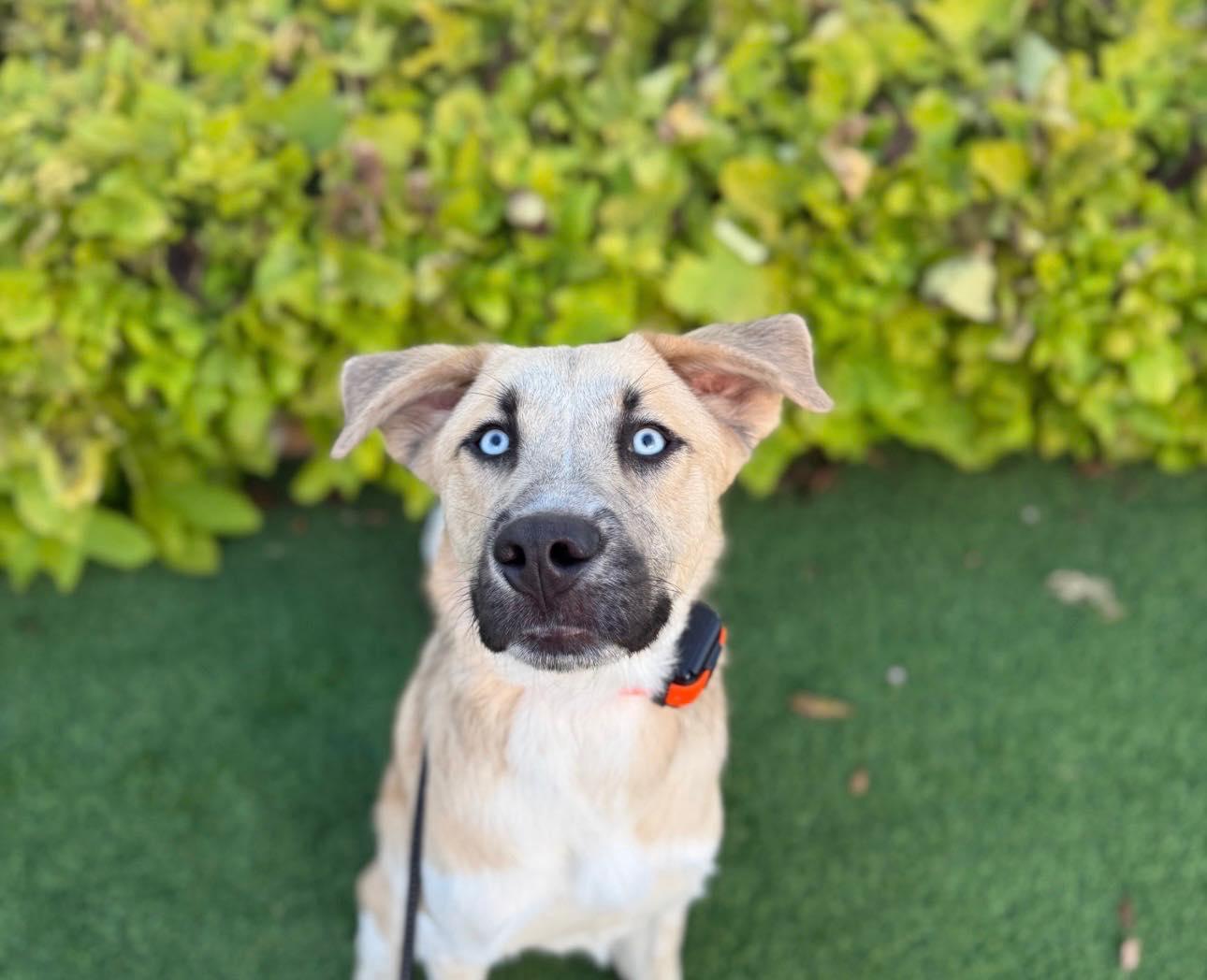 Enlarge Rookie, a ADOPTABLE mixed breed in Lakeville, MN image 6/6