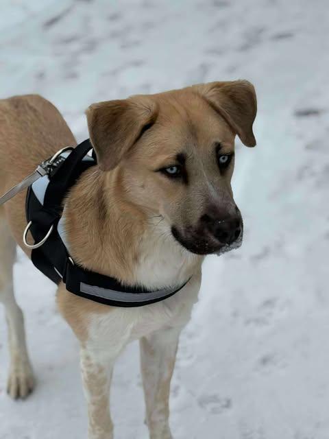 Rookie, ADOPTABLE, Puppy Male Great Pyrenees & Husky.