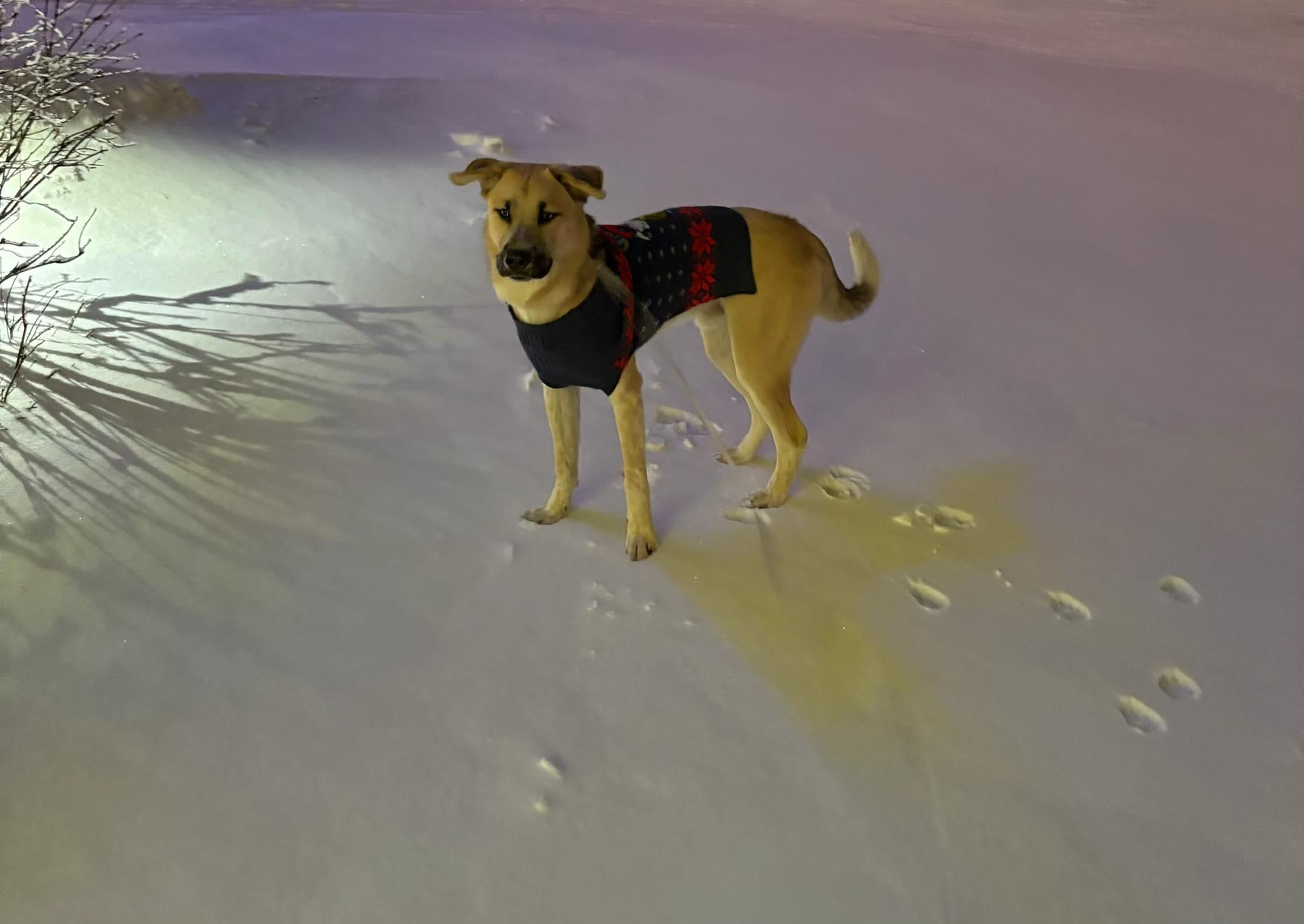 Enlarge Rookie, a ADOPTABLE mixed breed in Lakeville, MN image 5/6