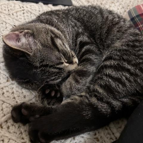 Amelia, a Adopted Domestic Short Hair in Springfield, MA image 4/4