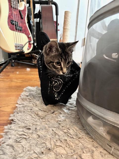 Amelia, Adopted, Kitten Female Domestic Short Hair.