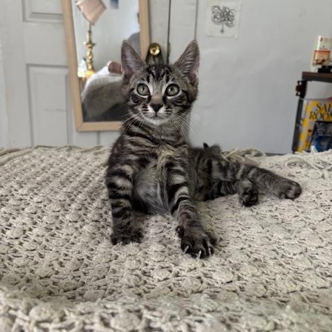 Amelia, a Adopted Domestic Short Hair in Springfield, MA image 2/4