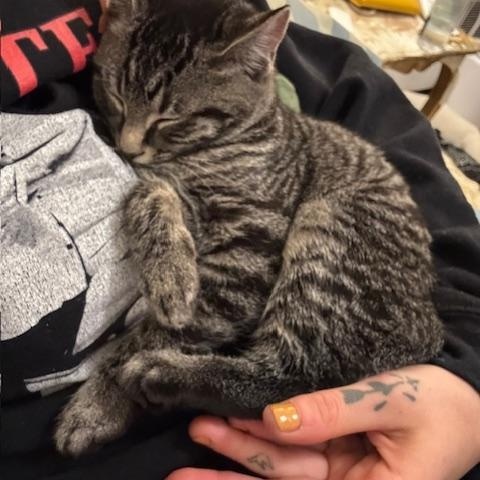 Amelia, a Adopted Domestic Short Hair in Springfield, MA image 3/4