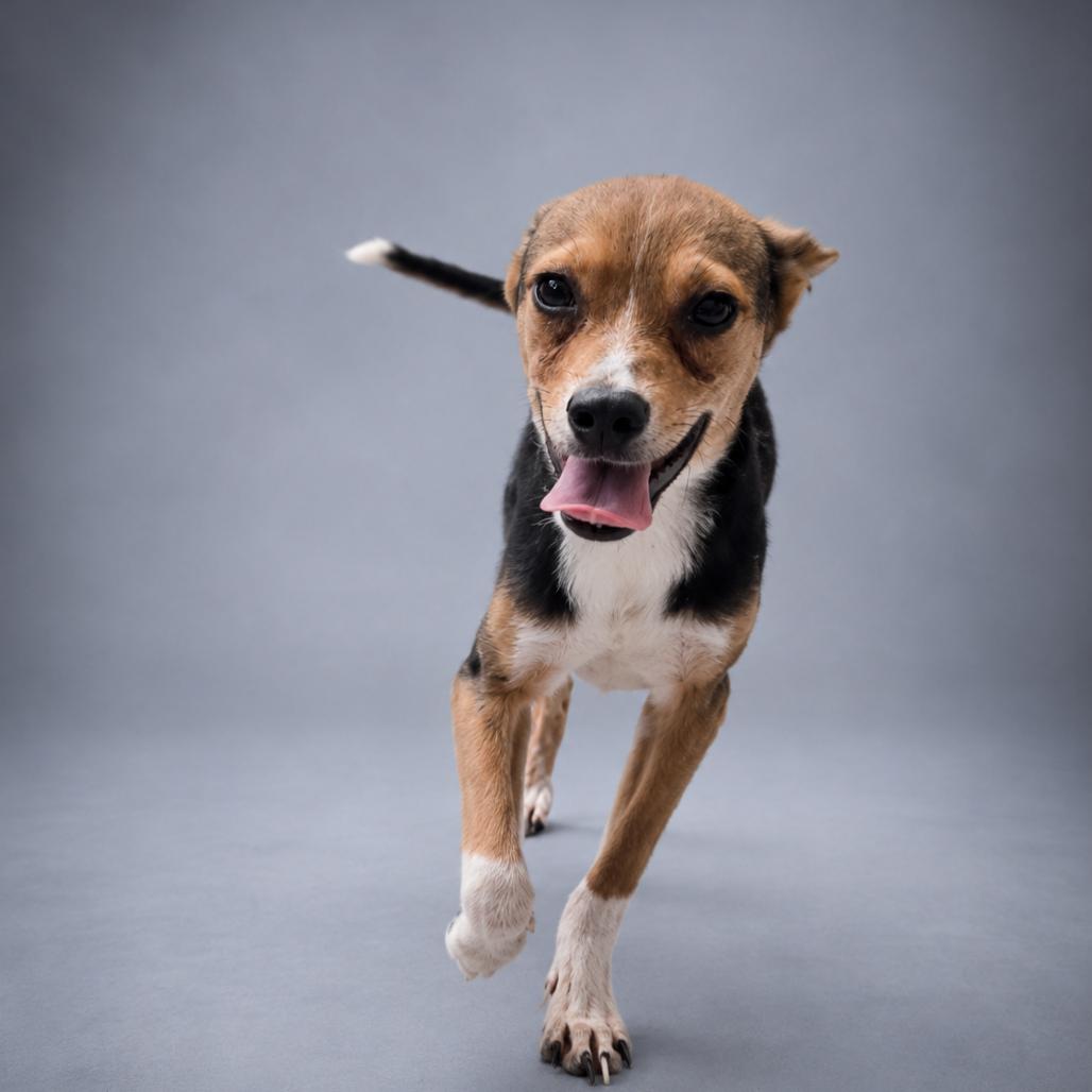 Ranger, Adoptable, Young Male Feist & Mixed Breed.
