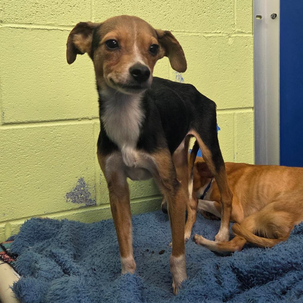 Enlarge Ranger, a Adoptable mixed breed in Newport, TN image 2/4