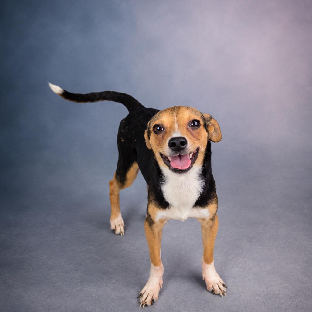 Enlarge Ranger, a Adoptable mixed breed in Newport, TN image 3/4