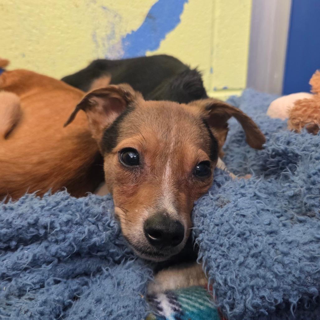 Enlarge Ranger, a Adoptable mixed breed in Newport, TN image 4/4