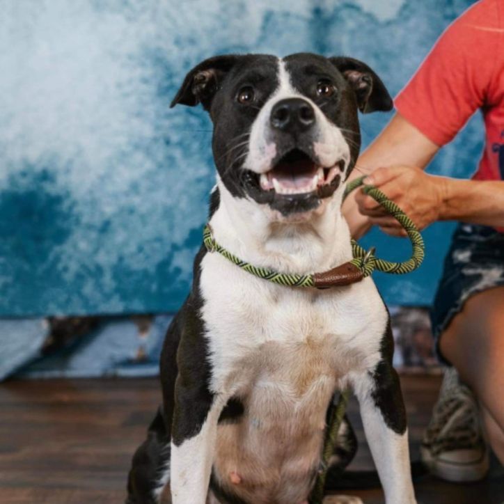 Electra (CP), Adult Female Pit Bull Terrier