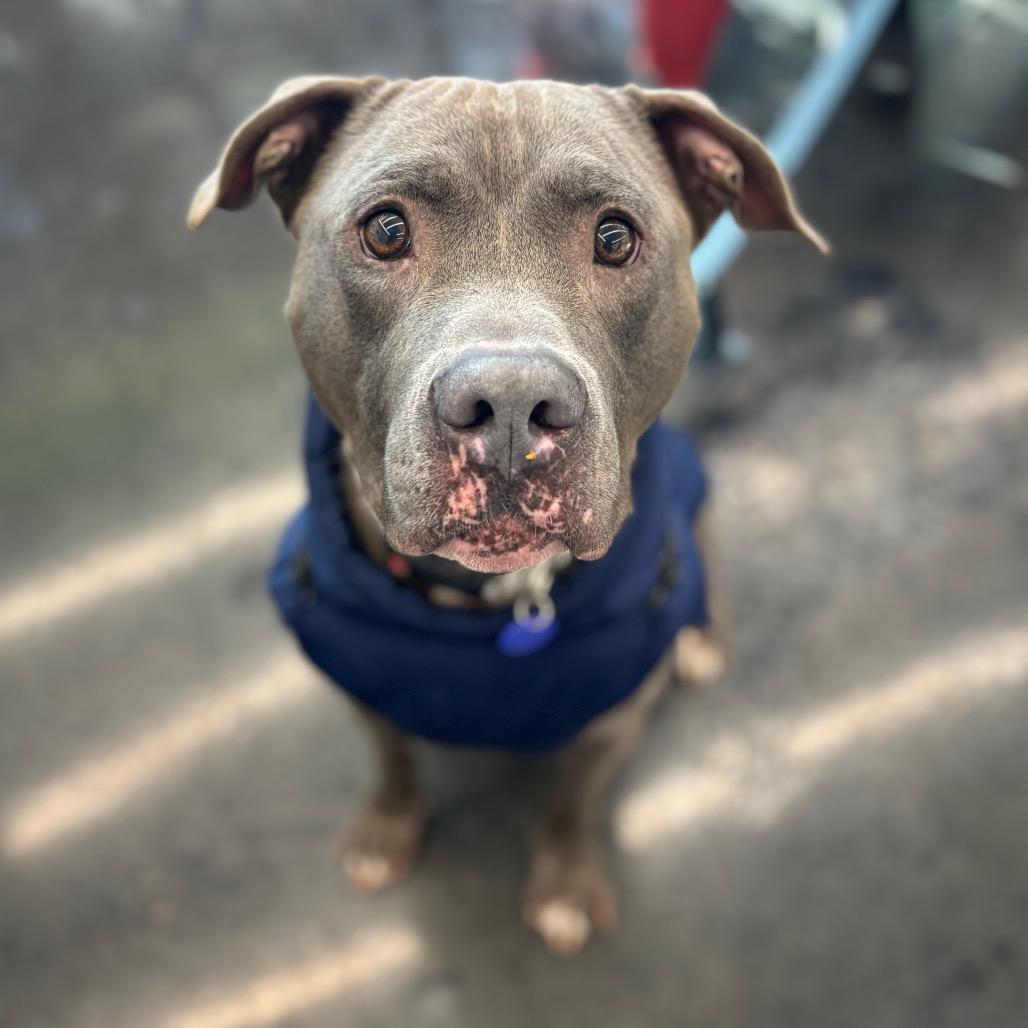 Kelso, Adoptable, Adult Male American Staffordshire Terrier & Mixed Breed.