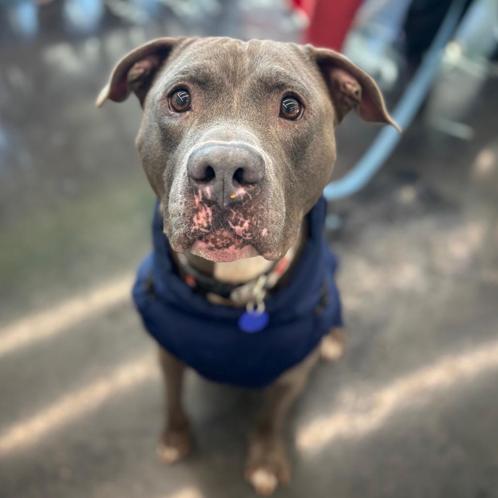 Enlarge Kelso, a Adoptable mixed breed in O'Fallon, MO image 2/6