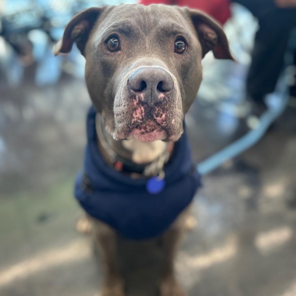 Enlarge Kelso, a Adoptable mixed breed in O'Fallon, MO image 4/6