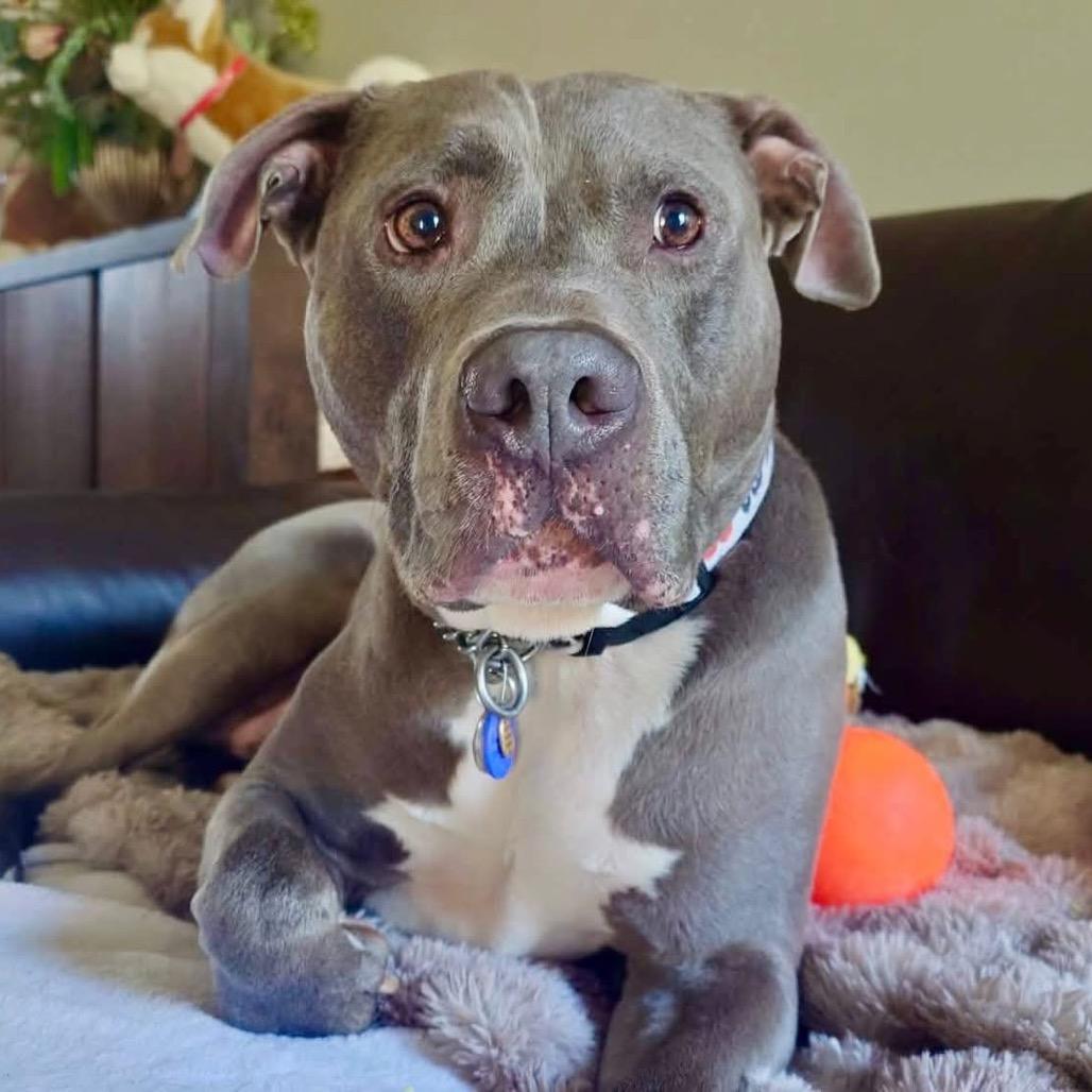 Enlarge Kelso, a Adoptable mixed breed in O'Fallon, MO image 6/6