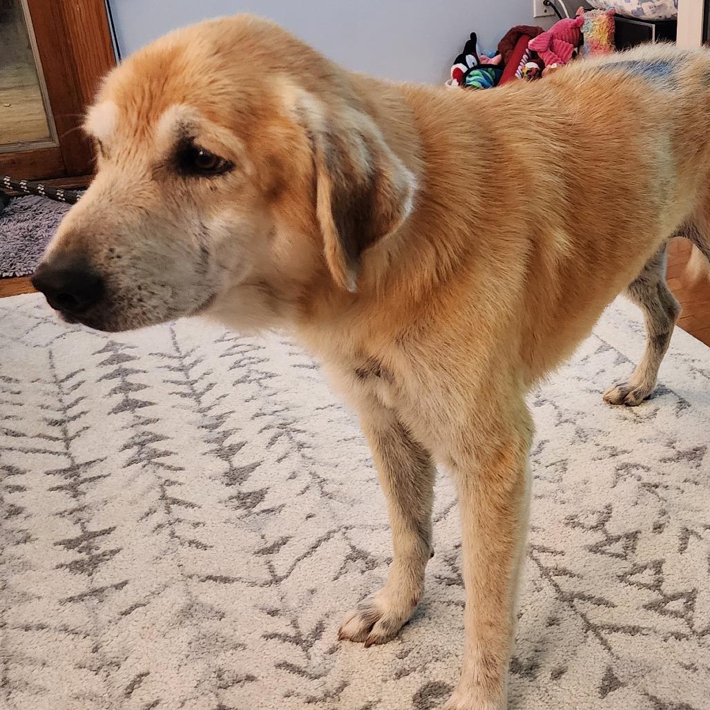 Enlarge Marvin, a Adoptable mixed breed in Ferndale, MI image 1/6