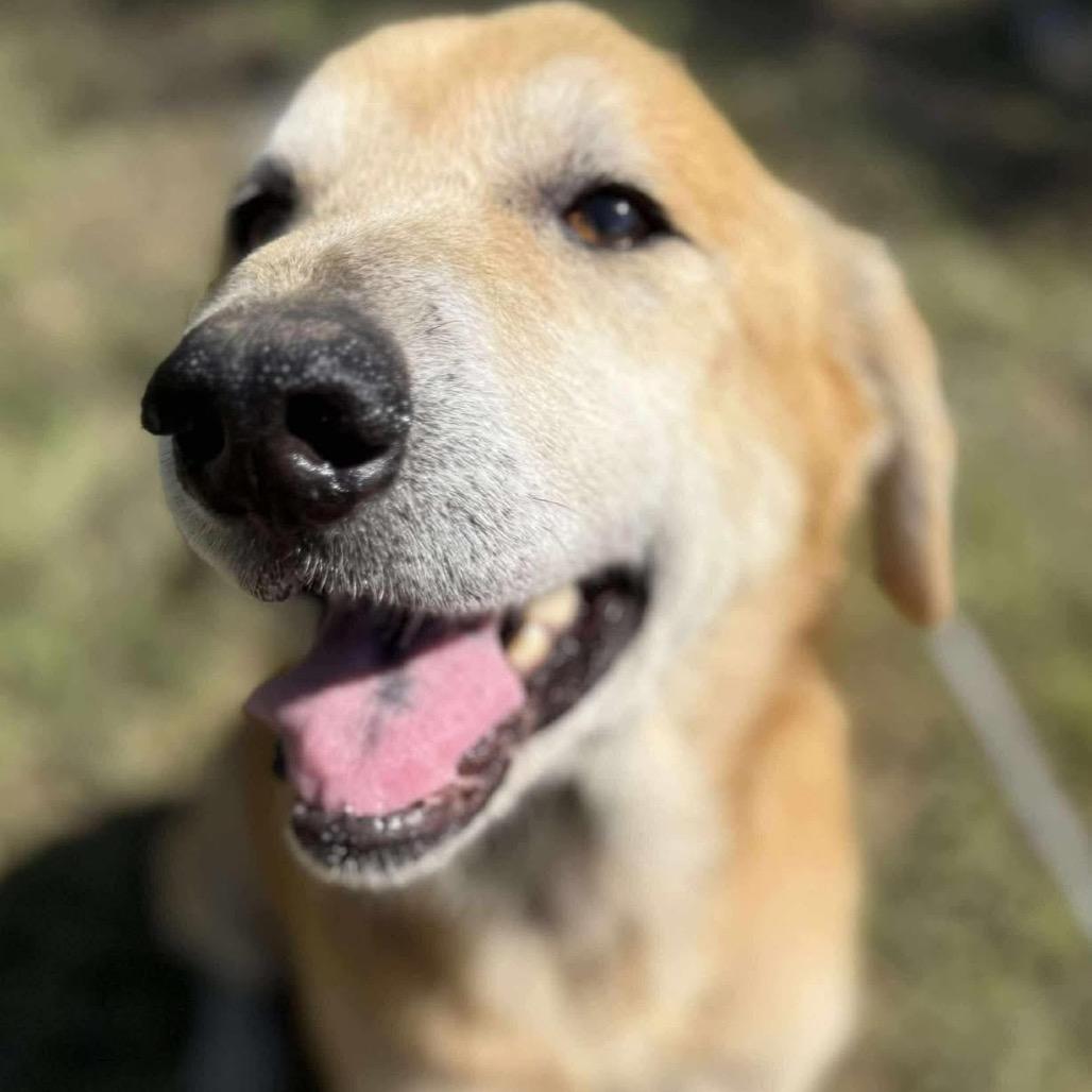 Enlarge Marvin, a Adoptable mixed breed in Ferndale, MI image 2/6