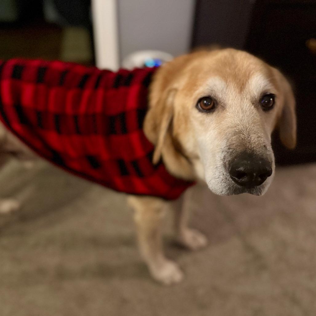 Enlarge Marvin, a Adoptable mixed breed in Ferndale, MI image 3/6