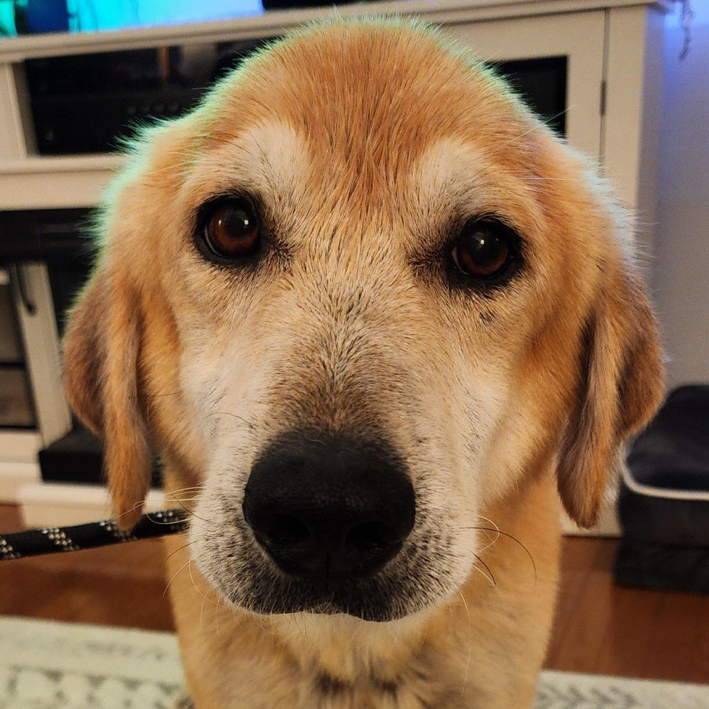 Enlarge Marvin, a Adoptable mixed breed in Ferndale, MI image 4/6