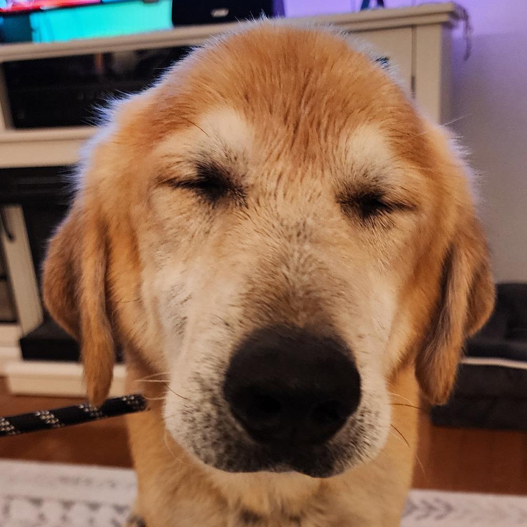 Enlarge Marvin, a Adoptable mixed breed in Ferndale, MI image 5/6