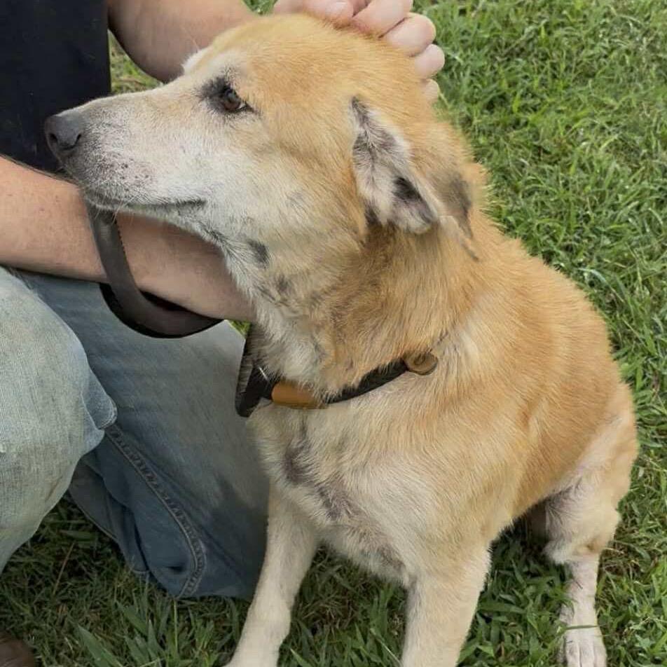 Enlarge Marvin, a Adoptable mixed breed in Ferndale, MI image 6/6