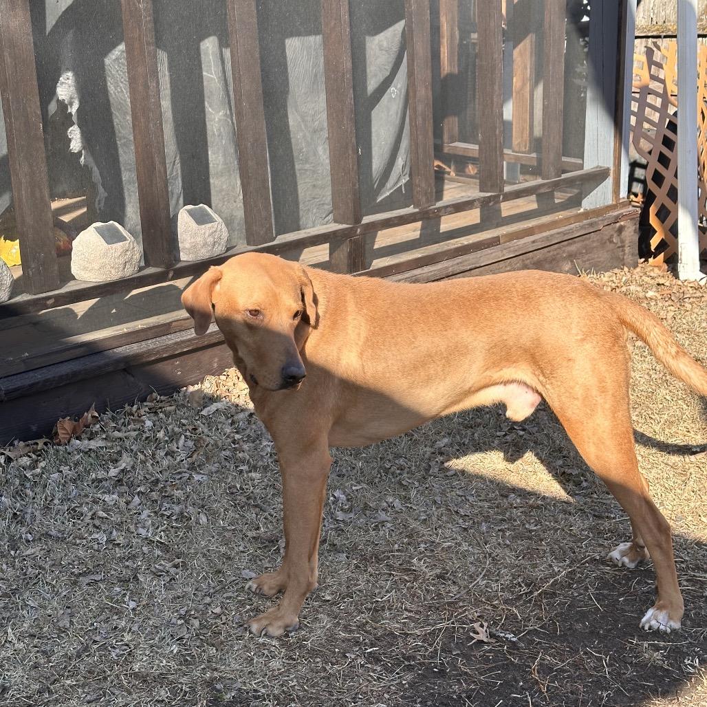 Rex, Adoptable, Adult Male Mixed Breed.