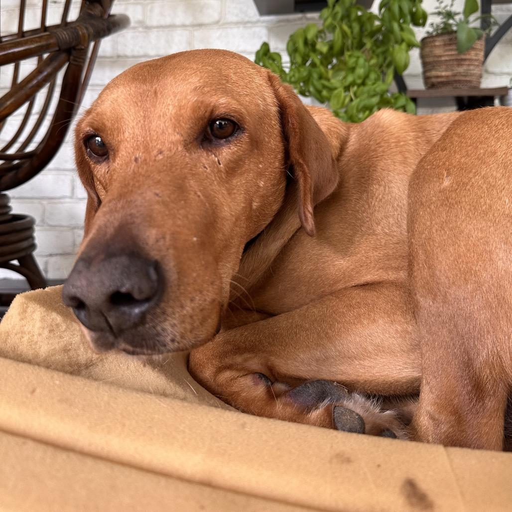 Enlarge Rex, a Adoptable mixed breed in Aledo, TX image 2/6