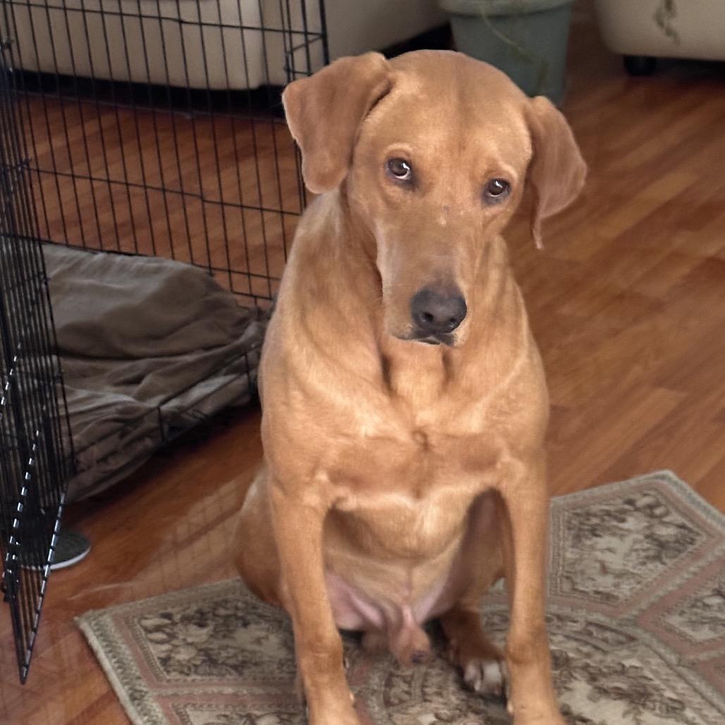 Rex, a Adoptable Mixed Breed in Aledo, TX image 2/5