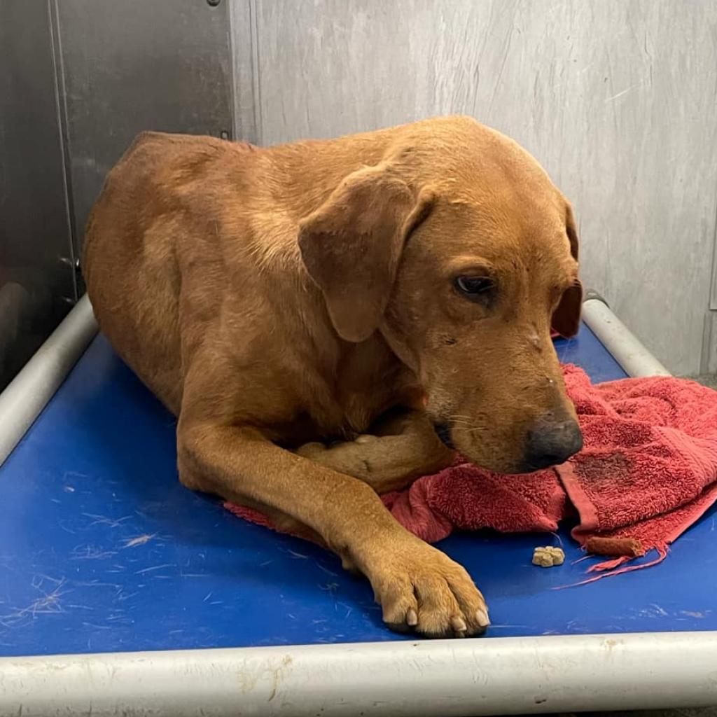 Rex, a Adoptable Mixed Breed in Aledo, TX image 3/5