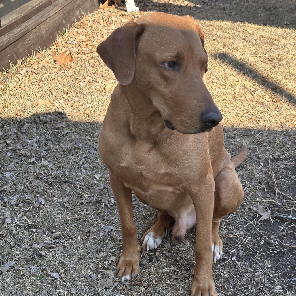 Rex, a Adoptable Mixed Breed in Aledo, TX image 4/5