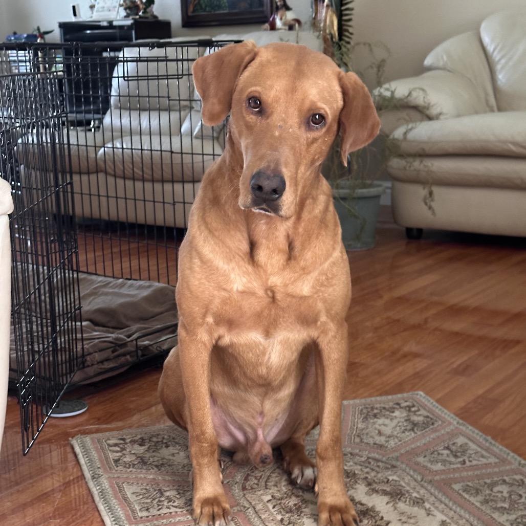 Rex, a Adoptable Mixed Breed in Aledo, TX image 5/5