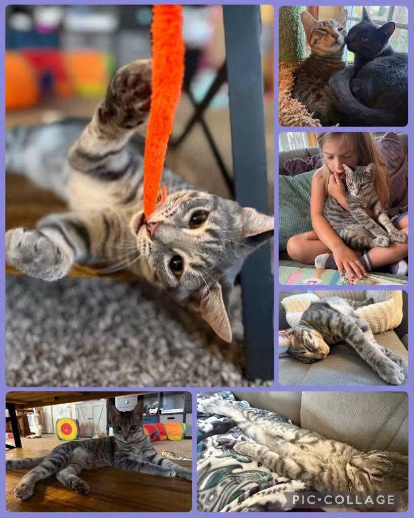 Enlarge Sparkler, a Adopted Domestic Short Hair in Newberg, OR image 1/1