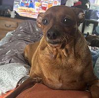 Enlarge Hershel, a Adoptable Miniature Pinscher in Daytona Beach, FL image 1/3