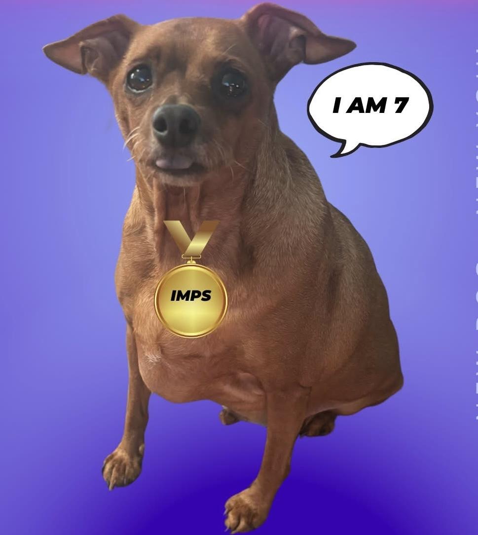 Enlarge Hershel, a Adoptable Miniature Pinscher in Daytona Beach, FL image 4/4