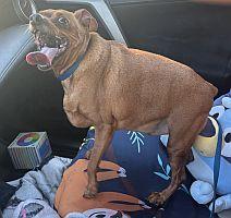 Enlarge Hershel, a Adoptable Miniature Pinscher in Daytona Beach, FL image 2/3