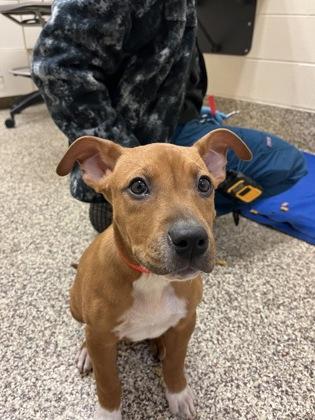 Yvette, a Adoptable mixed breed in Detroit, MI image 1/2