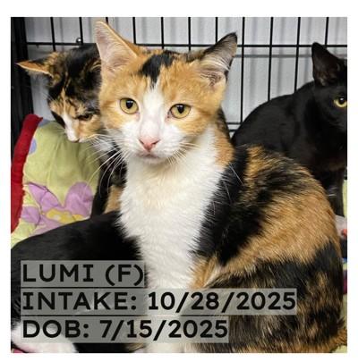 Enlarge Lumi, an adopted Calico in New Richmond, WI image 1/1