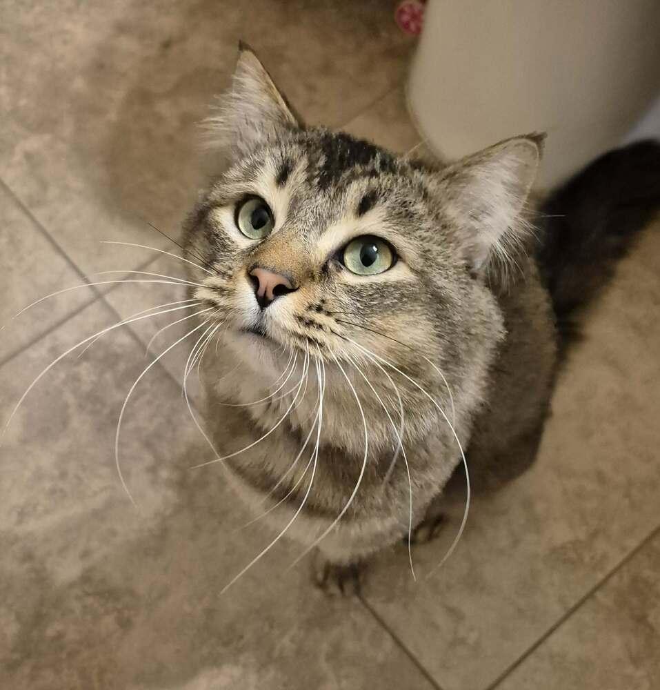 Oliver 5, a Adoptable mixed breed in tucson, AZ image 1/6