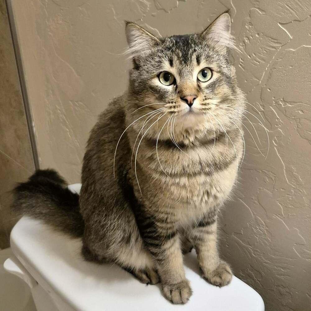 Oliver 5, a Adoptable mixed breed in tucson, AZ image 3/6