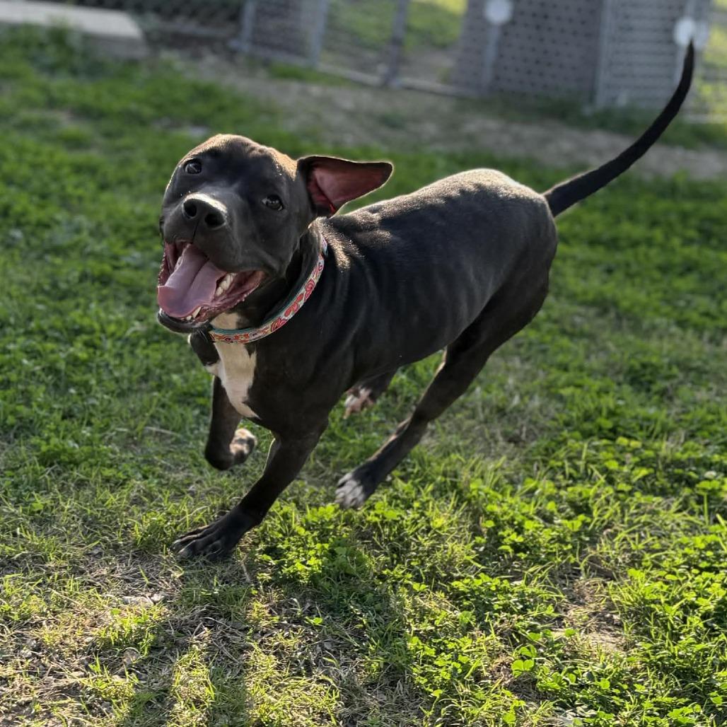 Opal, Adoptable, Adult Female Mixed Breed.