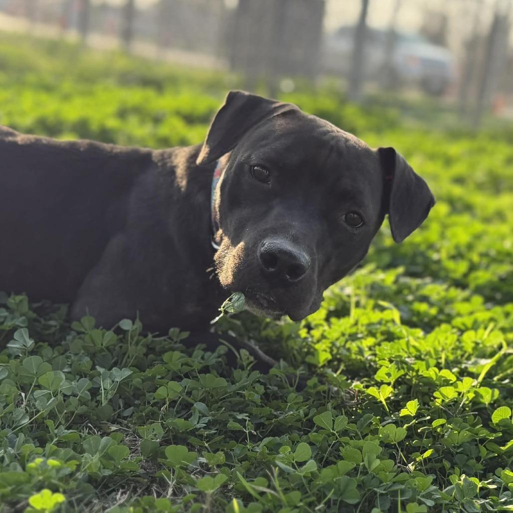 Enlarge Opal, a Adoptable Mixed Breed in Dickinson, TX image 2/6