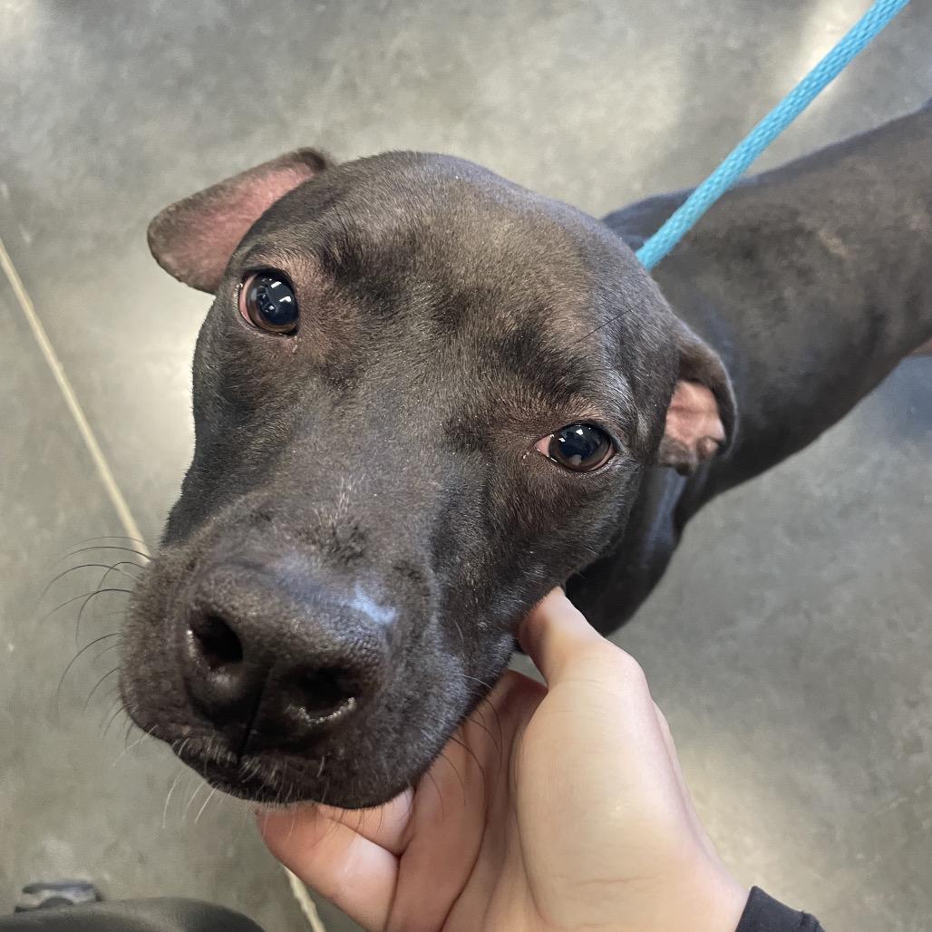 Enlarge Opal, a Adoptable Mixed Breed in Dickinson, TX image 3/6